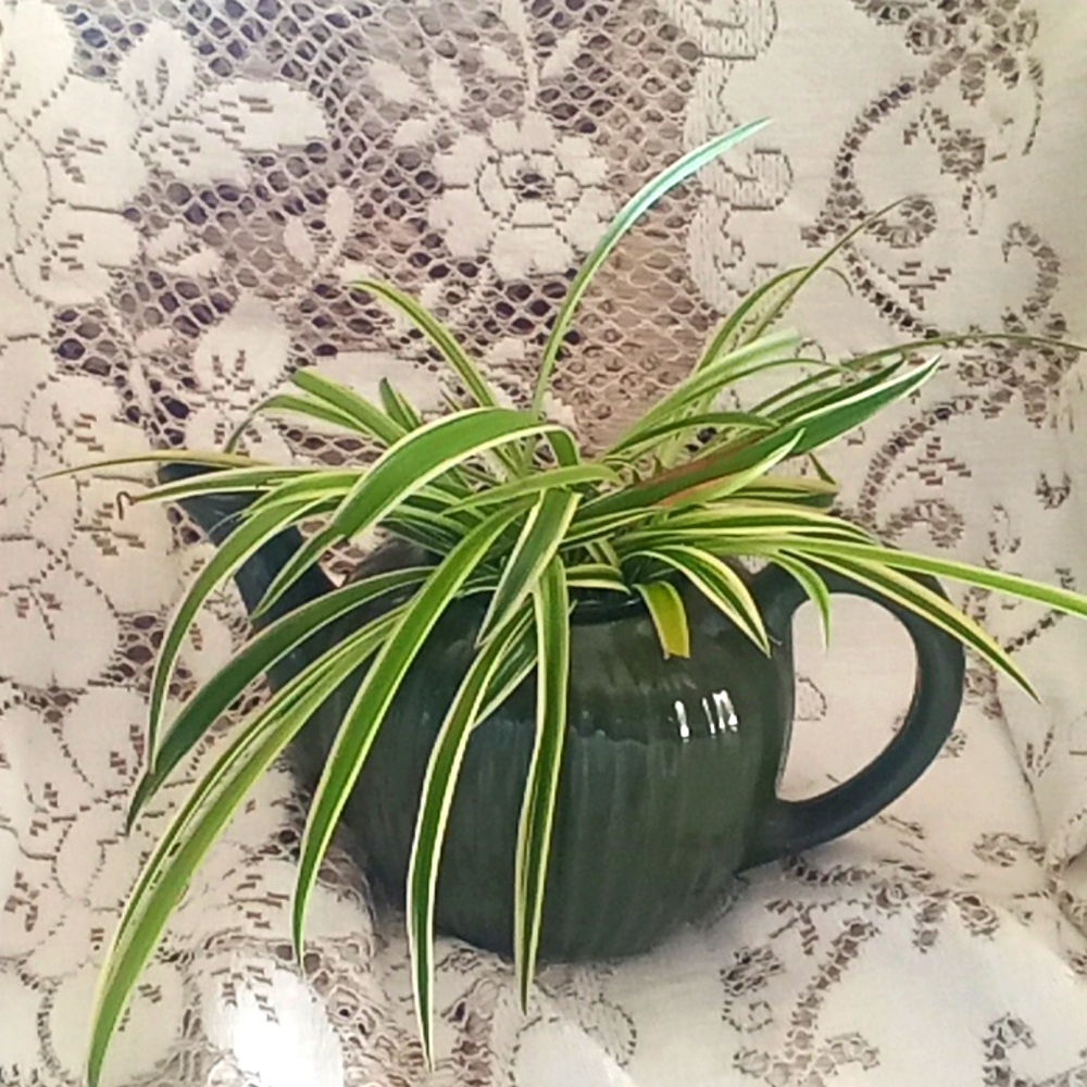 Vintage Fraunfelter teapot with 2 airplane plants